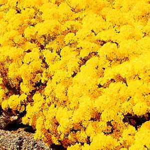 Unbranded Alyssum Saxatile Golden Queen Seeds