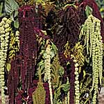 Unbranded Amaranthus Magic Fountains 414498.htm