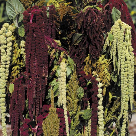 Unbranded Amaranthus Magic Fountains Average Seeds 450