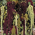 Unbranded Amaranthus Magic Fountains