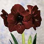 Unbranded Amaryllis Black Pearl