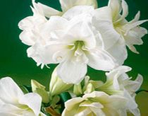 Unbranded Amaryllis Bulb - Alfresco