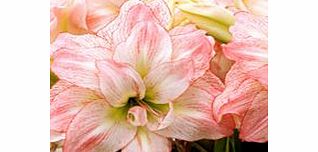 Unbranded Amaryllis Bulb - Aphrodite