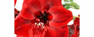 Unbranded Amaryllis Bulb - Red Lion