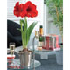 Amaryllis Champagne Bucket