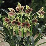 Unbranded Amaryllis Papilio