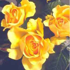 Unbranded Amber Queen - Floribunda Rose (pre-order now)