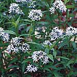 Unbranded Amsonia Tabernaemontana Seeds 414497.htm