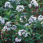 Unbranded Amsonia Tabernaemontana Seeds