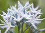 Amsonia