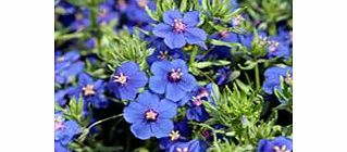 Unbranded Anagallis Plants - Skylover