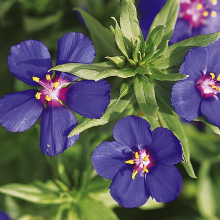 Unbranded Anagallis Skylover Blue Plants Pack of 6 Pot