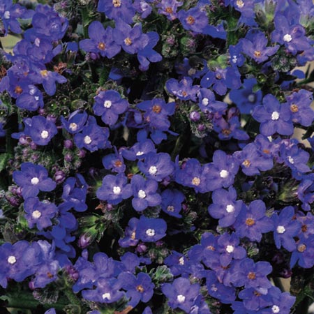 Unbranded Anchusa Blue Angel Seeds Average Seeds 320