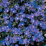 Unbranded Anchusa Blue Angel Seeds