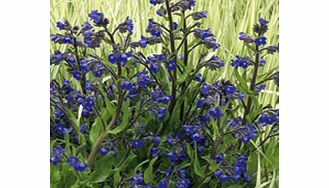 Unbranded Anchusa Loddon Royalist