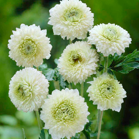 Unbranded Anemone Elise Feldman Plants Pack of 3 Bare Root