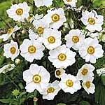 Unbranded Anemone Honorine Jobert Plants