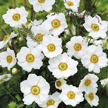 Unbranded Anemone Japanese Honorine Jobert Plants Pack of