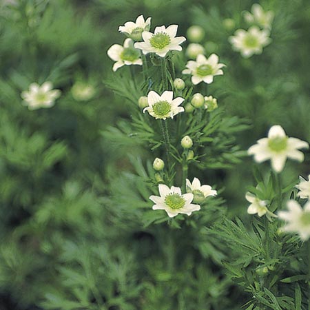 Unbranded Anemone multifida Annabella White Seeds Average