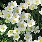 Unbranded Anemone Sylvestris Plants 405031.htm