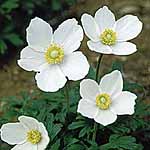 Unbranded Anemone Sylvestris Seeds 414646.htm