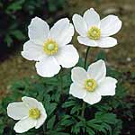 Unbranded Anemone Sylvestris Seeds