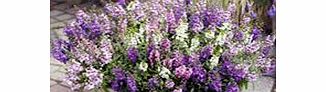 Unbranded Angelonia Plants - Serena Mix