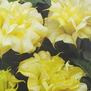 Unbranded Angels Trumpet Double Golden Queen Seeds