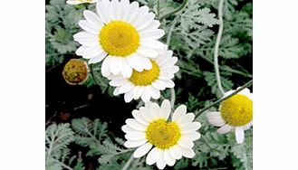 Unbranded Anthemis Plant - Susanna Mitchell