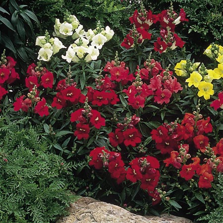 Unbranded Antirrhinum Bells F1 Seeds Average Seeds 100