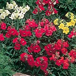 Unbranded Antirrhinum Bells F1 Seeds