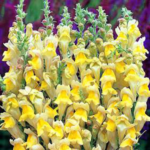 Unbranded Antirrhinum Braun