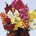 Unbranded Antirrhinum F1 Sweetheart Mix Seeds 145004.htm