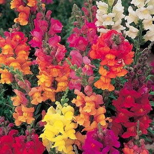 Unbranded Antirrhinum Illumination Mix Seeds