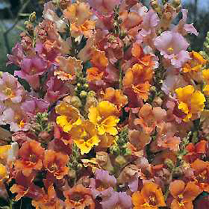 Unbranded Antirrhinum Jamaican Mist Seeds