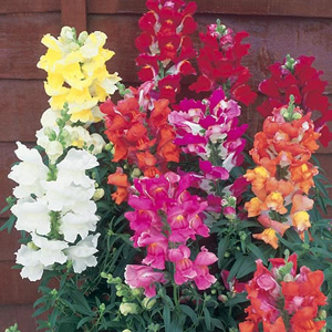 Unbranded Antirrhinum Kim Mix F1 Seeds