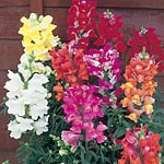 Unbranded Antirrhinum Kim Mixed F1 Easiplants