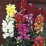 Unbranded Antirrhinum Kim Mixed F1 Garden Ready Plants