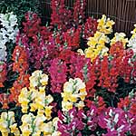 Unbranded Antirrhinum Kim Mixed F1 Plants