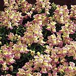 Unbranded Antirrhinum Lavender Lass F1 Seeds 418315.htm