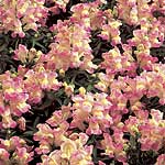 Unbranded Antirrhinum Lavender Lass F1 Seeds