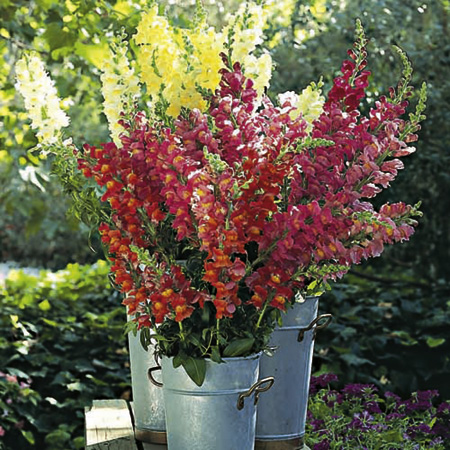 Unbranded Antirrhinum Liberty Mixed Plants Pack of 18 Pot