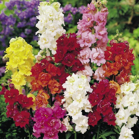 Unbranded Antirrhinum Madame Butterfly F1 Seeds Average