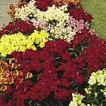 Unbranded Antirrhinum Pixie Mixed F1 Seeds 418730.htm