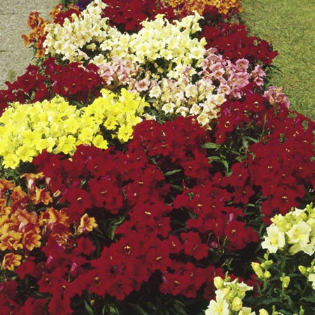 Unbranded Antirrhinum Pixie Mixed F1 Seeds Average Seeds 180