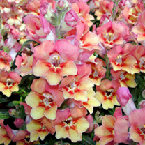 Unbranded Antirrhinum Plants - Antirinca Bronze Apricot