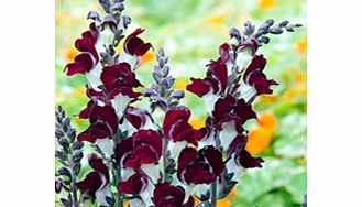 Mesmerising spikes of chocolate-brown-and-white flowers rise above attractive dark foliage. Remove first flower spike to encourage a bushy plant and multiple blooms. Height 40-45cm (15-18).