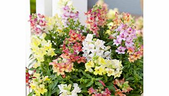 Unbranded Antirrhinum Plants - Reminiscent