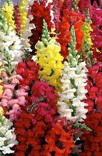 Unbranded Antirrhinum Rainbow Mixed 50 plants   16 FREE