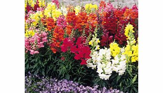 Unbranded Antirrhinum Seeds - Sonnet Mixed F1